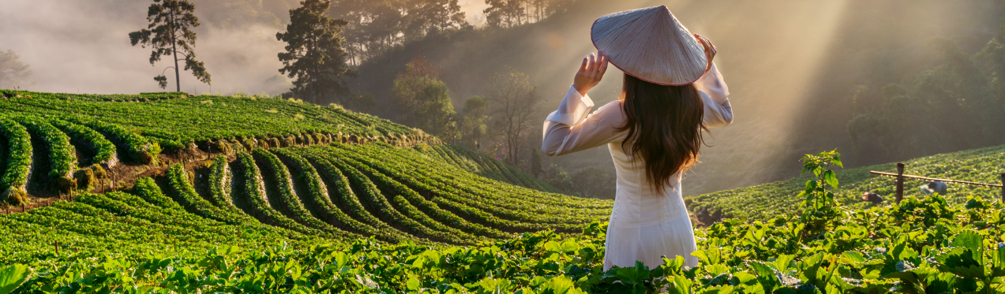 Banner trang DỊCH VỤ TẠI VIỆT NAM